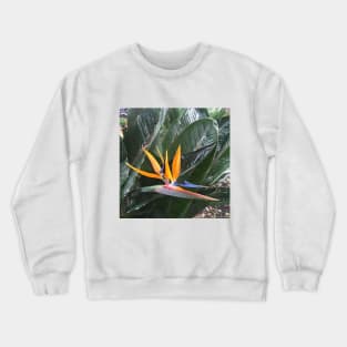 Bird of Paradise - colourful plant design Crewneck Sweatshirt